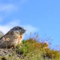Groundhog’s Day Groundhog Day 2017