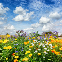 Landscape with colorful summer flowers