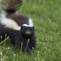 skunk