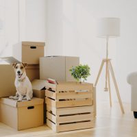 Photo of pedigree cute dog poses on pile of cardboard boxes with owner belongings, relocate in new flat, empty room with white walls, lamp and sofa, big window. Animals and Moving Day concept