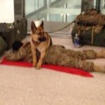 The current image has no alternative text. The file name is: Dog-protecting-soldier-cropped.jpg