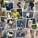 The current image has no alternative text. The file name is: all-dog-pic.png